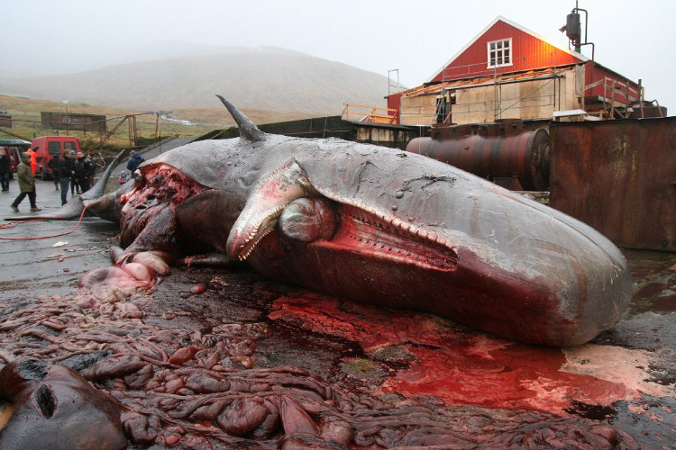 Cách các nhà khoa học bảo quản quả tim cá voi nặng 200 kilogram