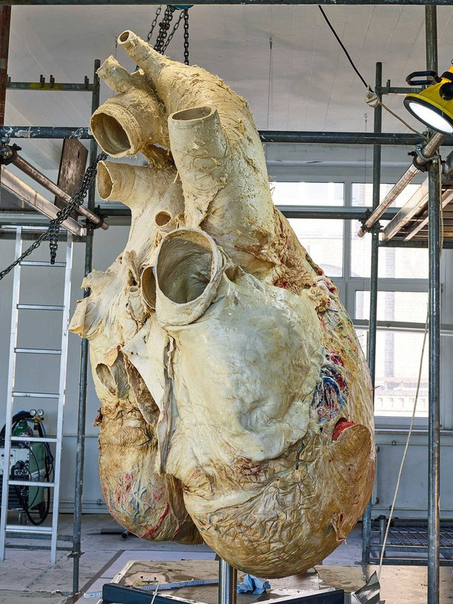 Cách các nhà khoa học bảo quản quả tim cá voi nặng 200 kilogram