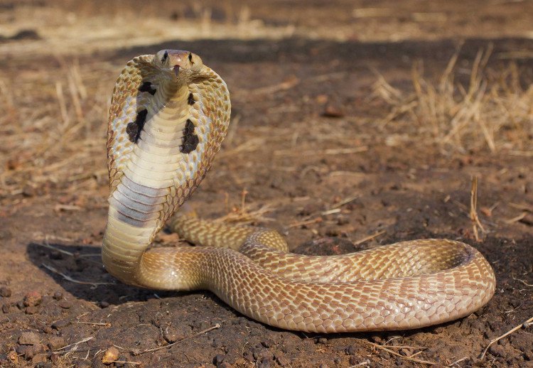 Cách phân biệt rắn độc và rắn không độc