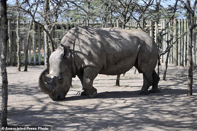 Cái chết của tê giác trắng Sudan và lời cảnh báo đến toàn nhân loại