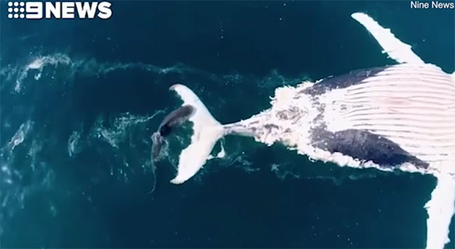 Cận cảnh cá mập xé xác cá voi khổng lồ ngay giữa khu lướt sóng