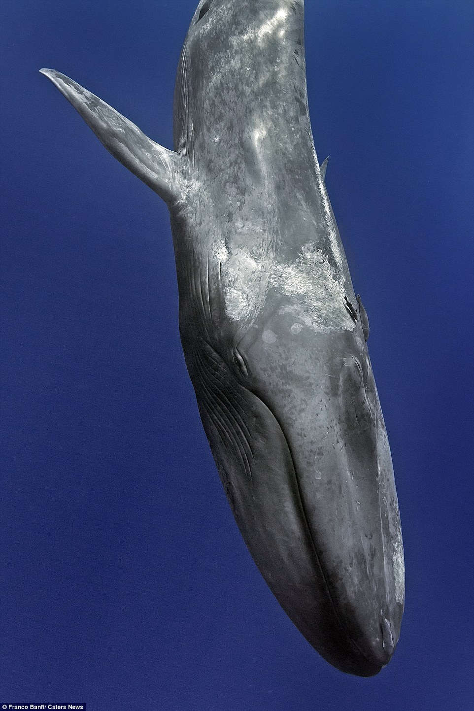 Cận cảnh cá voi xanh 170 tấn lớn nhất hành tinh