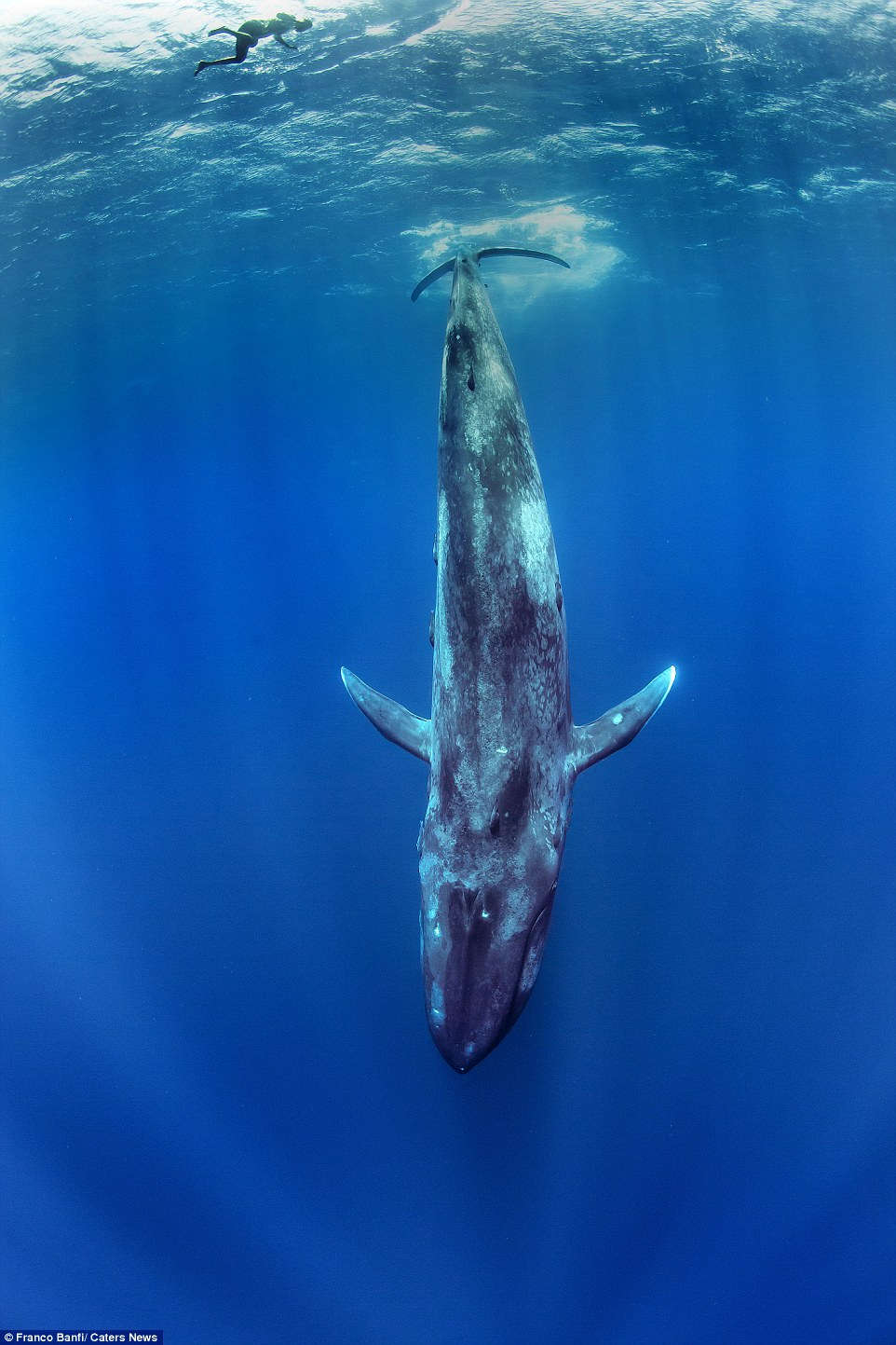 Cận cảnh cá voi xanh 170 tấn lớn nhất hành tinh
