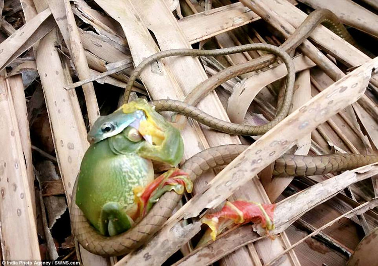 Cận cảnh rắn tí hon vật vã nuốt chửng ếch khổng lồ