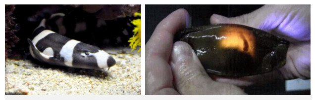 Cận cảnh trứng cá mập: nhìn giống nòng nọc mà có “lòng đào” giống trứng gà đến lạ