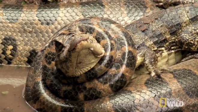 Cảnh trăn anaconda khổng lồ ăn thịt cá sấu trên sông Brazil