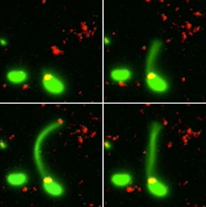 Cảnh vi khuẩn ăn DNA để có thể tiến hóa thành chủng kháng kháng sinh