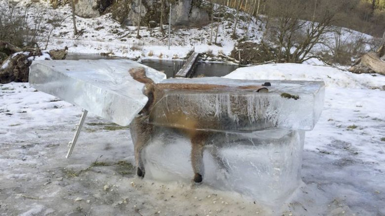 Cáo đông cứng trong quan tài băng giữa trời lạnh -30 độ C