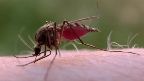 Câu chuyện cảm động đằng sau cách chống muỗi hiệu quả