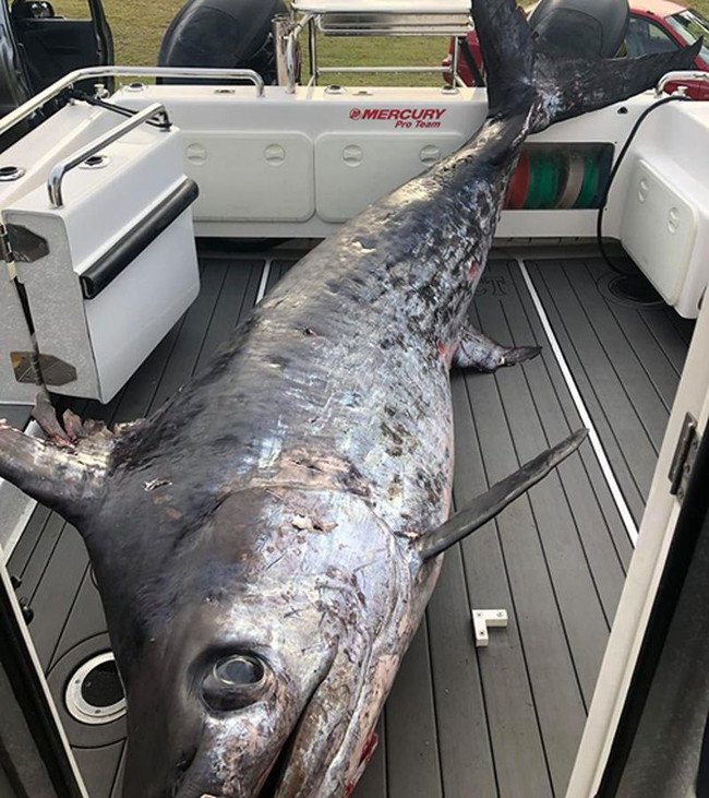 Câu được cá kiếm khổng lồ, nặng 4 tạ to lớn nhất ở Úc