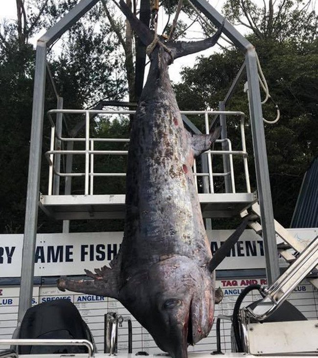 Câu được cá kiếm khổng lồ, nặng 4 tạ to lớn nhất ở Úc