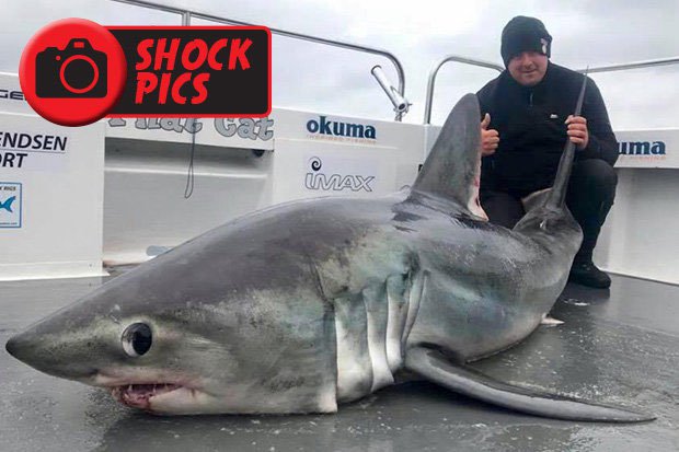 Câu được cá mập “quái vật” to nhất nước Anh, không thể kéo lên thuyền