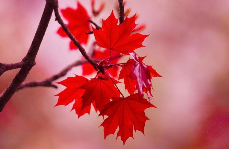 Cây phong lá đỏ “hot hit” mấy ngày nay nhưng bạn có thực sự biết về loại cây này?