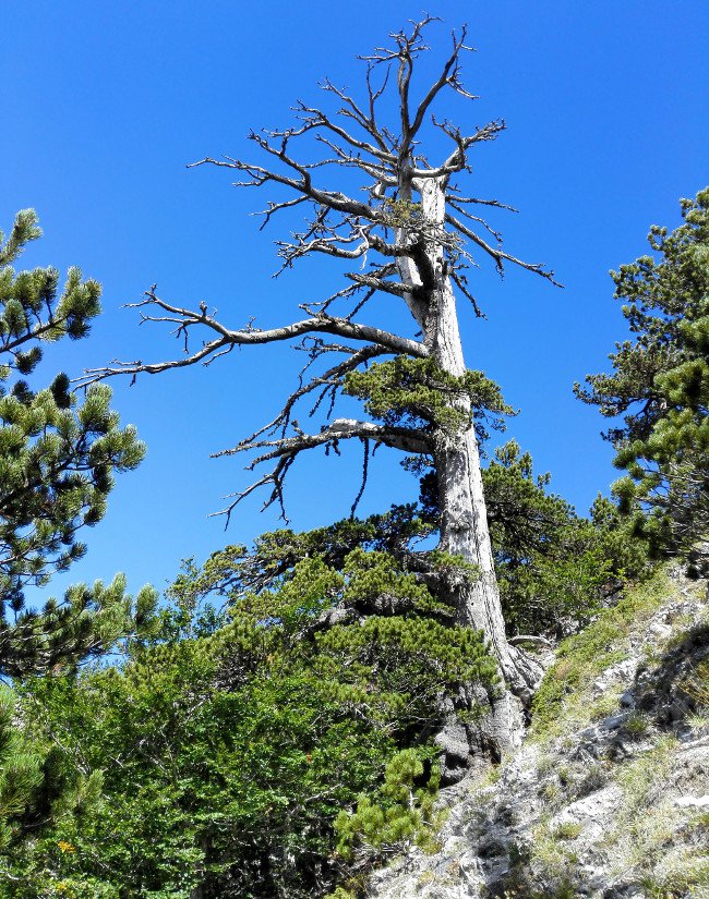 Cây thông cổ thụ già nhất châu Âu