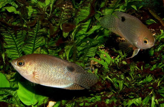 Chân dung 12 loài cá nước ngọt mới ở Việt Nam