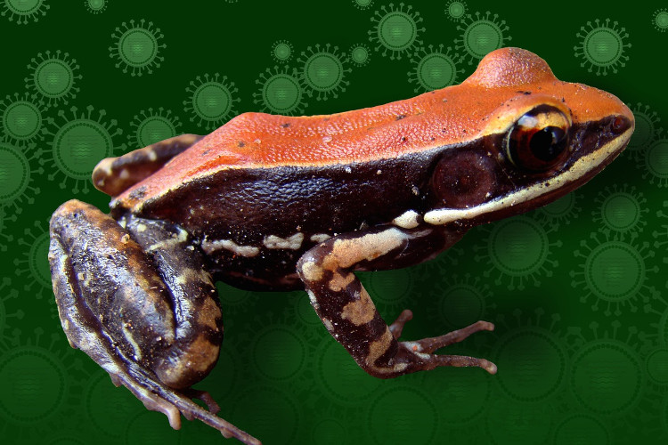Chất nhờn trên da ếch có khả năng điều trị dịch cúm