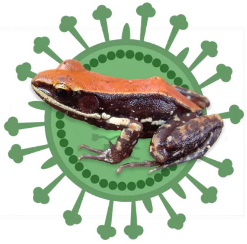 Chất nhờn trên da ếch có khả năng điều trị dịch cúm