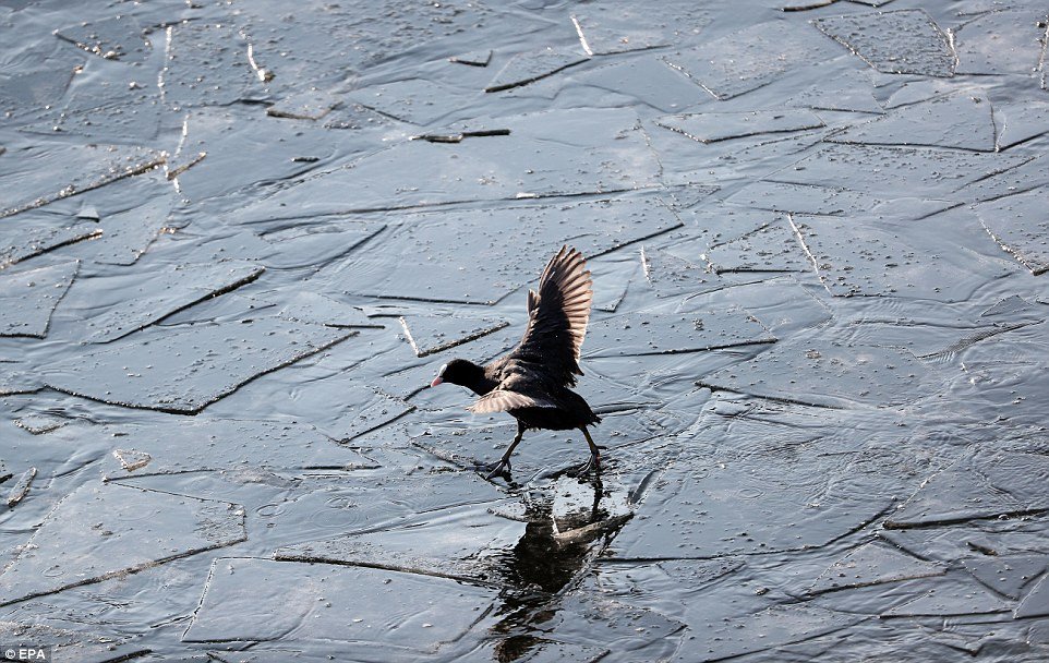Châu Âu giá rét khủng khiếp, chim bói cá chết cứng khi xuống nước săn mồi