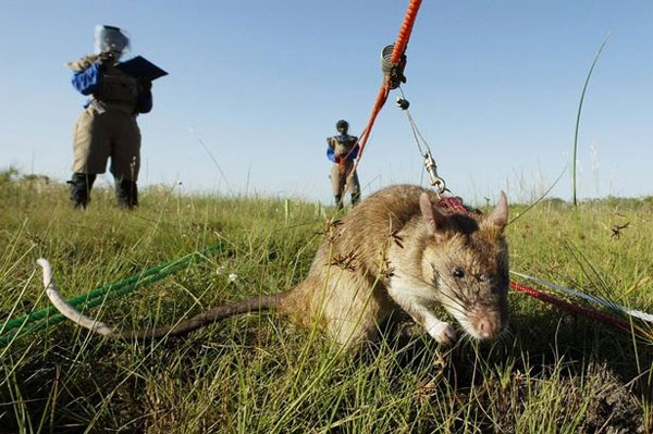 Châu Phi sử dụng chuột để rà phá bom mìn