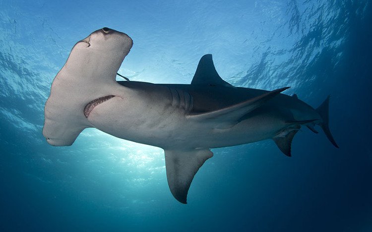 Chiếc “búa” của cá mập đầu búa để làm gì?