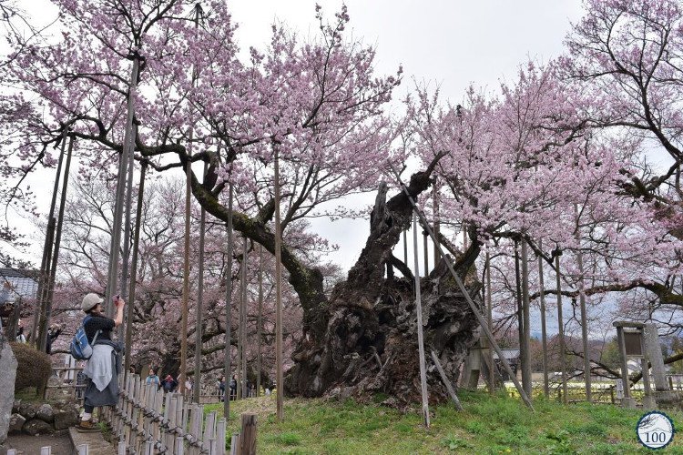 Chiêm ngưỡng cây anh đào được chính phủ Nhật xếp vào hàng báu vật quốc gia