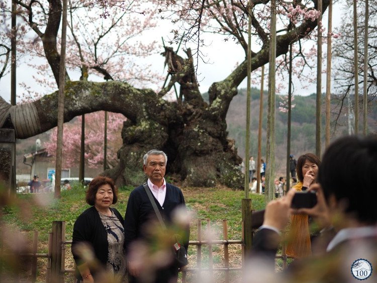 Chiêm ngưỡng cây anh đào được chính phủ Nhật xếp vào hàng báu vật quốc gia