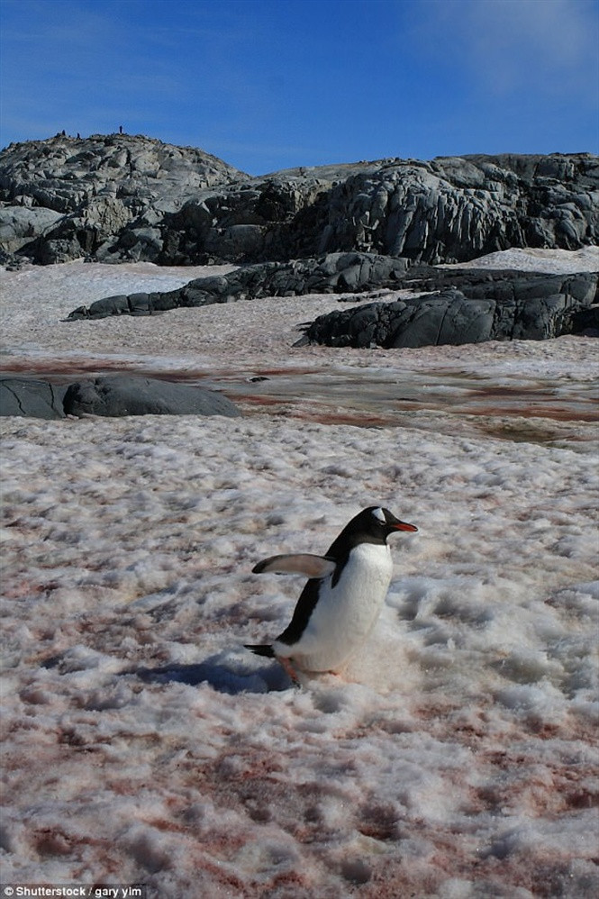 Chiêm ngưỡng hiện tượng tảo đỏ khiến băng Bắc Cực tan nhanh