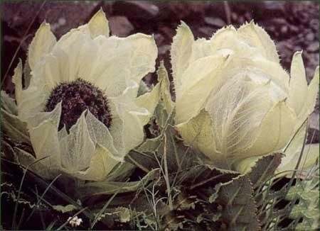 Chiêm ngưỡng hoa sen tuyết hiếm thấy tại Himalaya