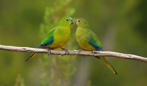 Chiêm ngưỡng những loài chim quý hiếm nhất thế giới