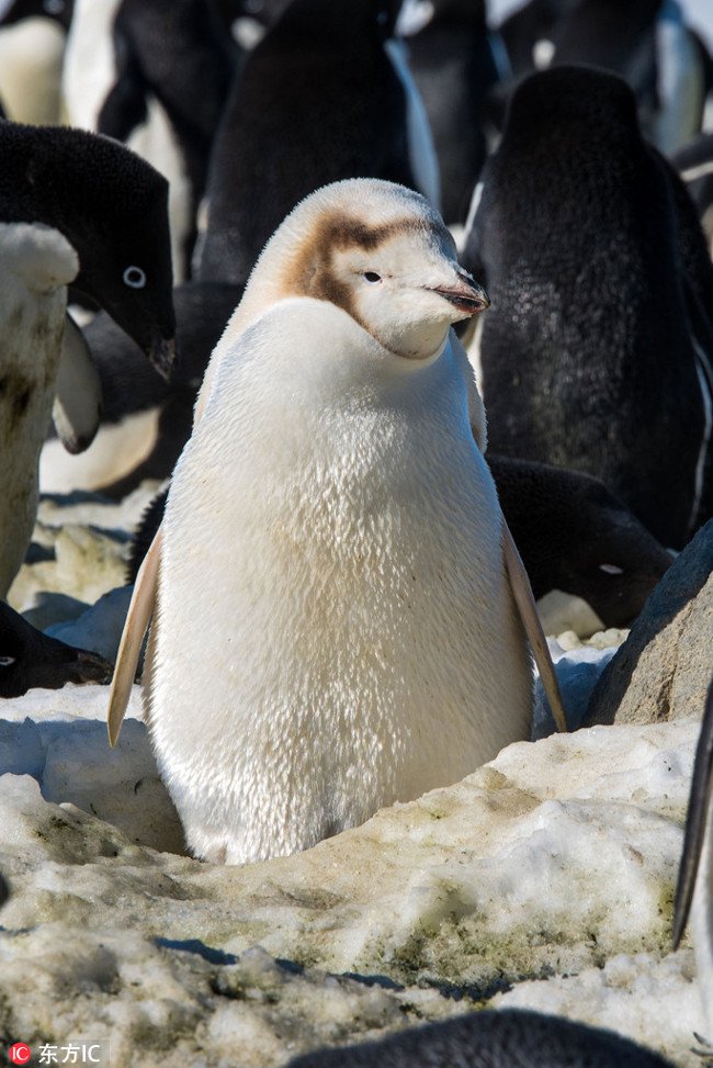 Chim cánh cụt lông trắng quý hiếm nổi bật giữa đàn