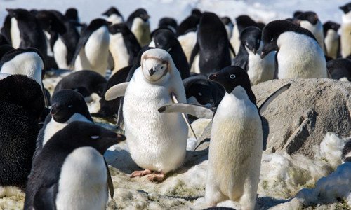 Chim cánh cụt lông trắng quý hiếm nổi bật giữa đàn