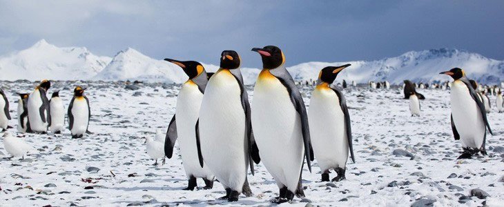 Chim cánh cụt phân biệt nhau bằng cách nào?