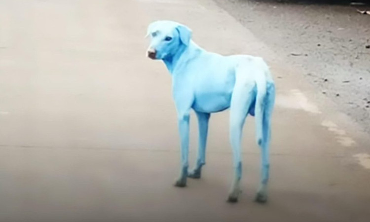 Chó chuyển màu xanh sau khi uống và tắm sông ô nhiễm Ấn Độ