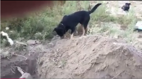 Chó đào đất chôn xác bạn ở Chile