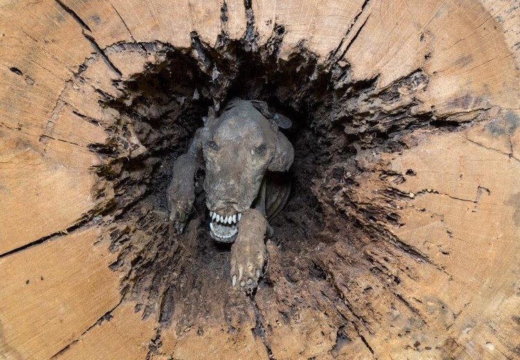 Chó giữ nguyên hình dạng suốt 60 năm mắc kẹt giữa thân cây