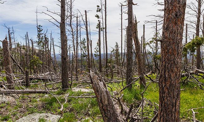Choáng với lượng cây rừng mất đi trên Trái đất: 1 phút hụt 40 sân bóng đá