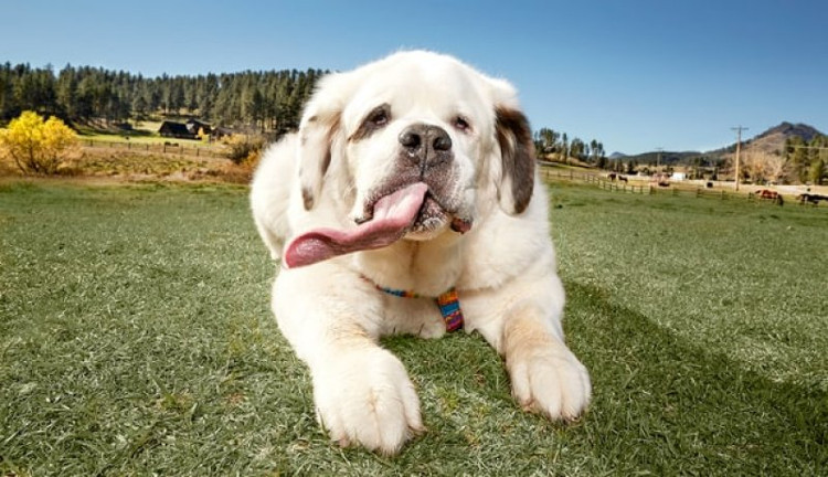 Chú chó có lưỡi dài miên man, lập kỷ lục thế giới