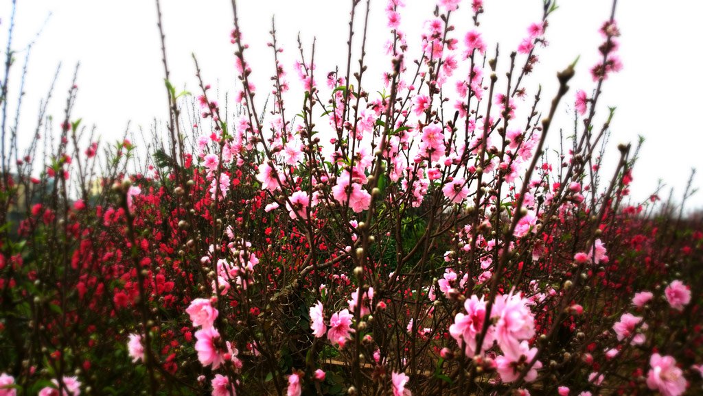 Chùm ảnh: Hoa đào đẹp rực rỡ đón tết 2016