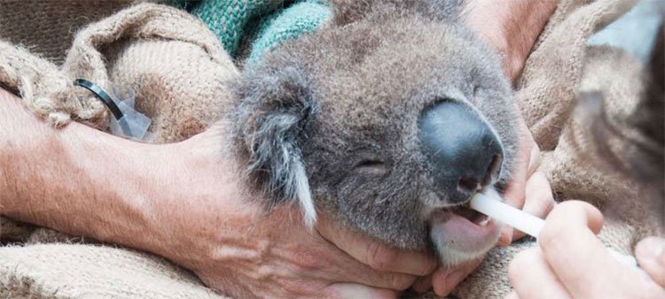 Chúng ta đã có cách cứu lấy loài gấu Koala, nhưng nó hơi kinh một chút