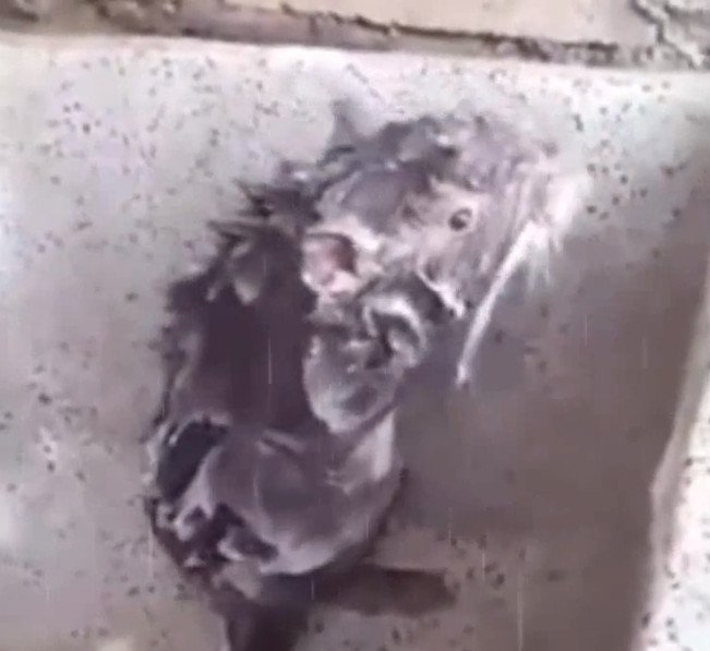 Chuột đứng tắm như người ở Peru