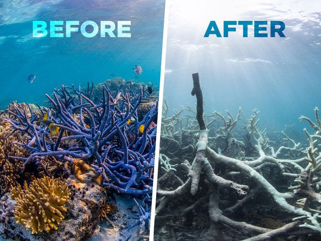 Chuyện gì sẽ xảy ra nếu toàn bộ rạn san hô trên Trái đất này biến mất?