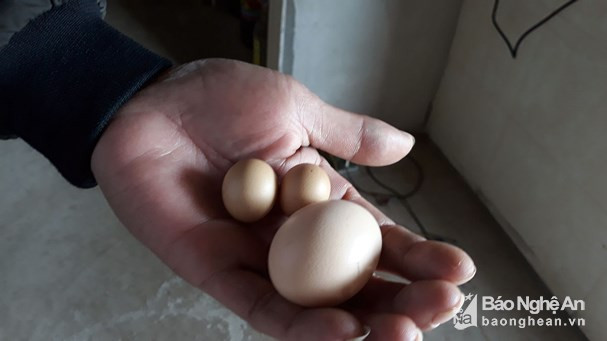 Chuyện lạ có thật: Gà trống đẻ trứng ở Nghệ An