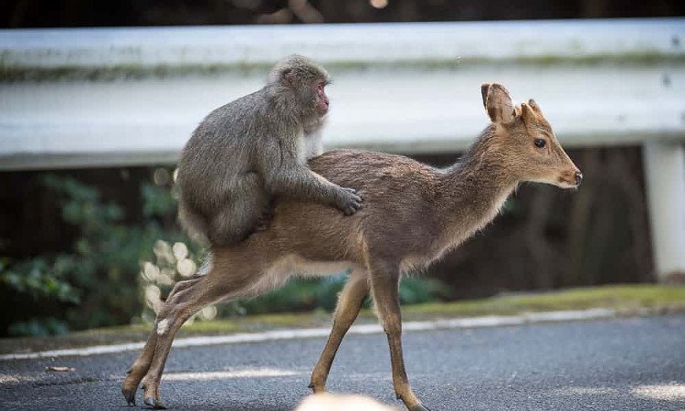 Chuyện quái đản trong tự nhiên: Loài khỉ Nhật Bản làm chuyện ấy với... hươu