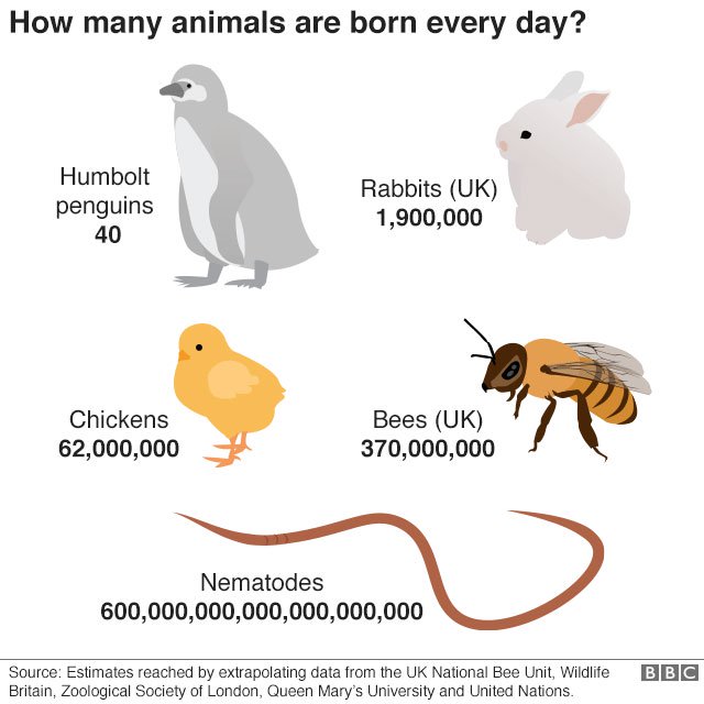 Có bao nhiêu con vật được sinh ra trên toàn thế giới mỗi ngày?