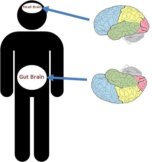 Có thể bạn chưa biết: Cơ thể chúng ta có đến hai bộ não!