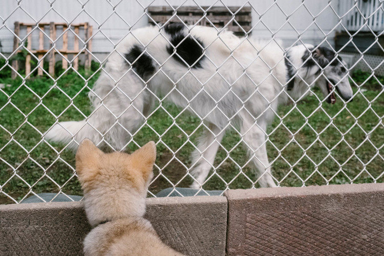 Có thể thuần hóa chó sói thân thiện như chó nhà?