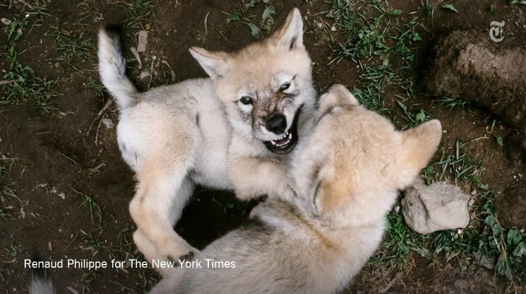 Có thể thuần hóa chó sói thân thiện như chó nhà?