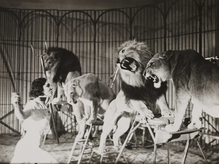 Công việc thuần hóa sư tử trong rạp xiếc được thực hiện như thế nào?