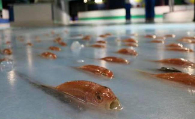 Công viên Nhật gây phẫn nộ vì dùng 5000 con cá sống với lý do không tin nổi