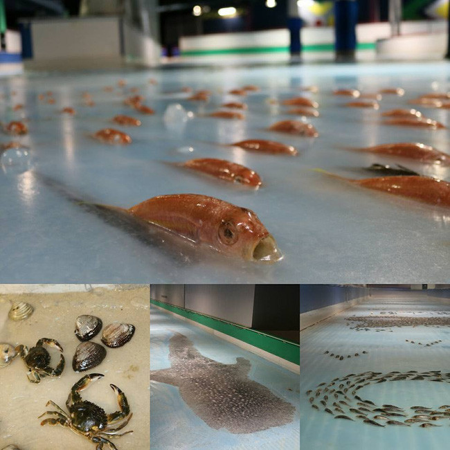 Công viên Nhật gây phẫn nộ vì dùng 5000 con cá sống với lý do không tin nổi
